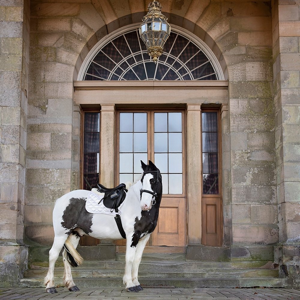 Equestrian photographer - north west england and borders scotland