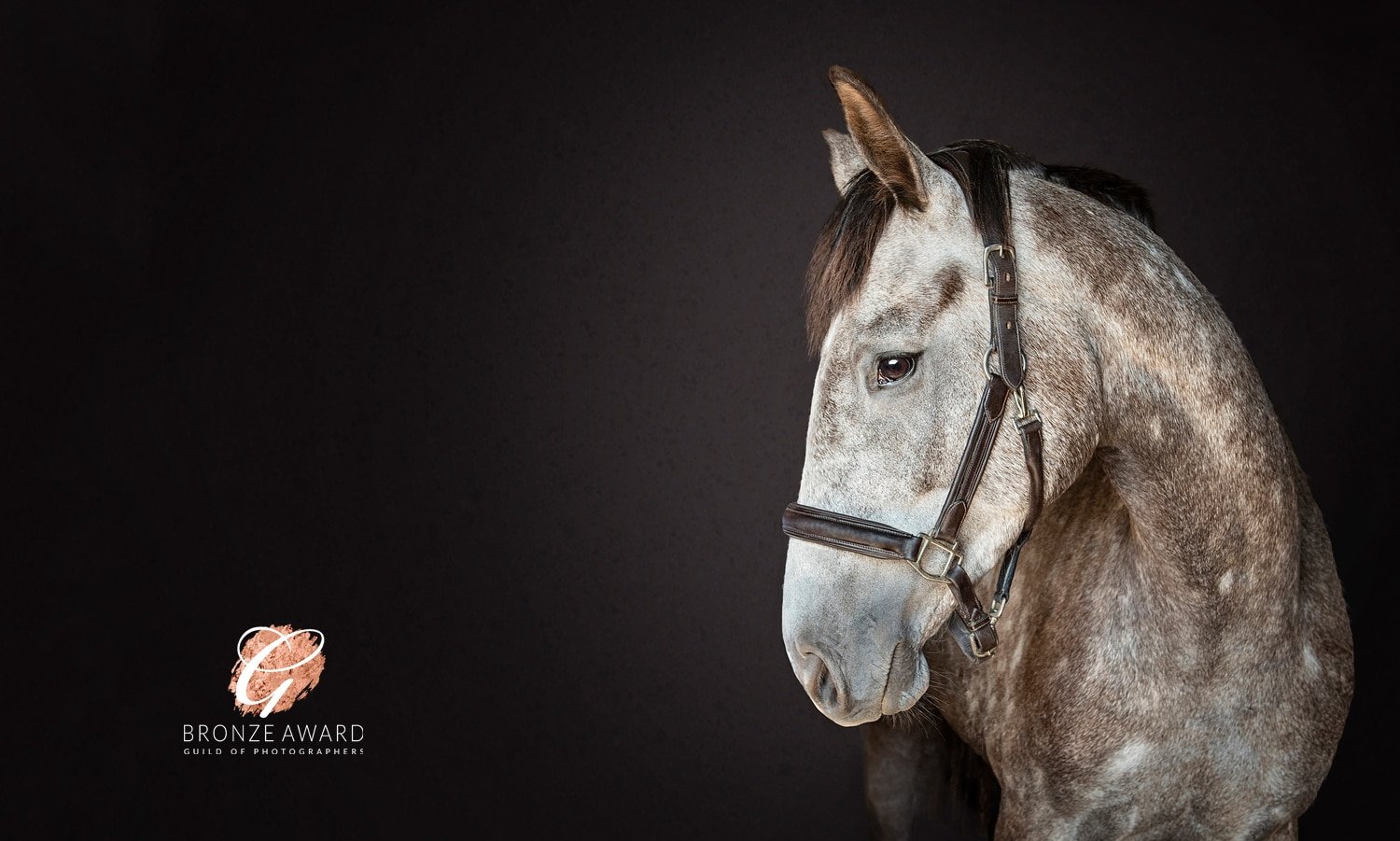 Fine-art photographs equestrian
