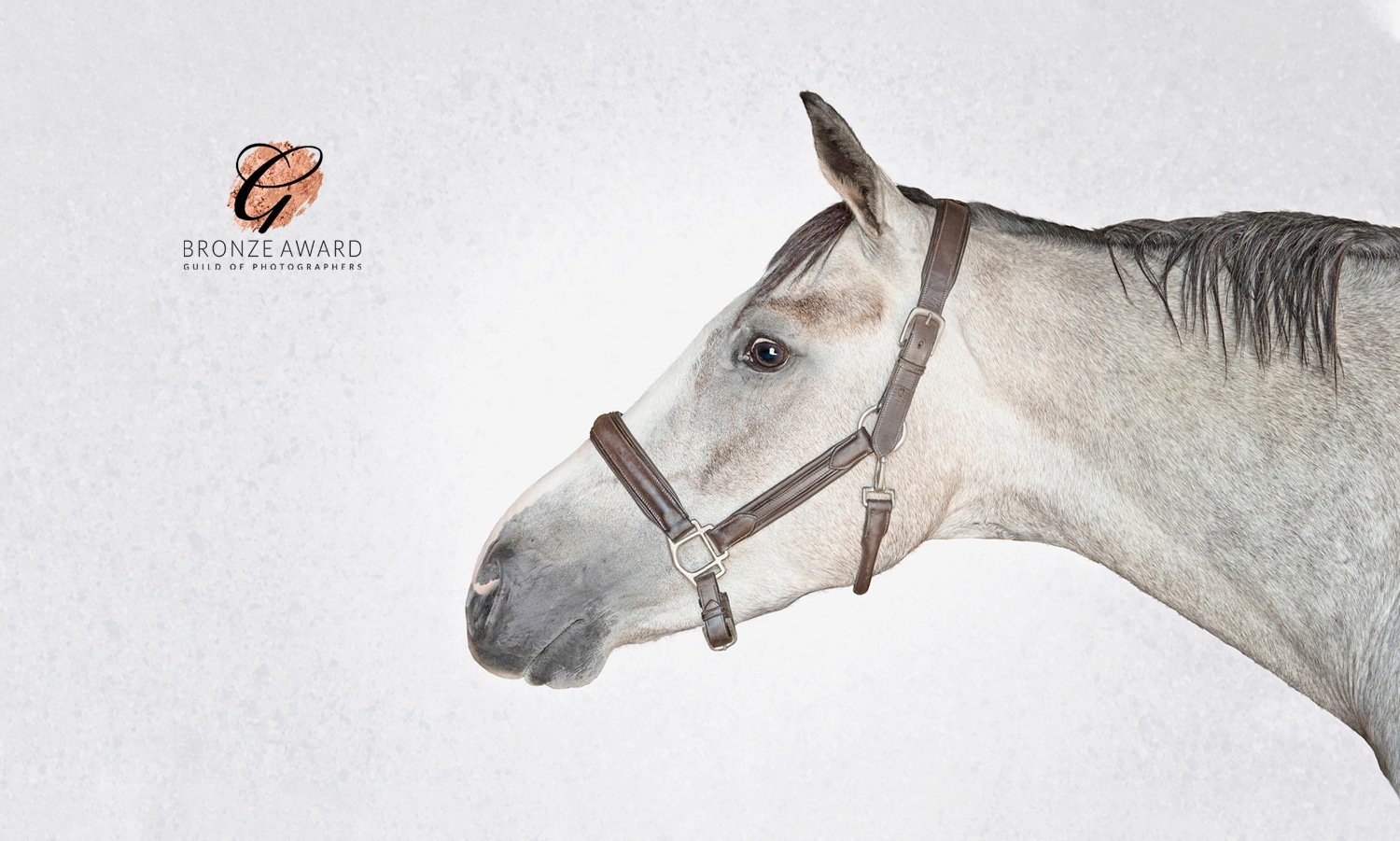 Fine-art equestrian photographs