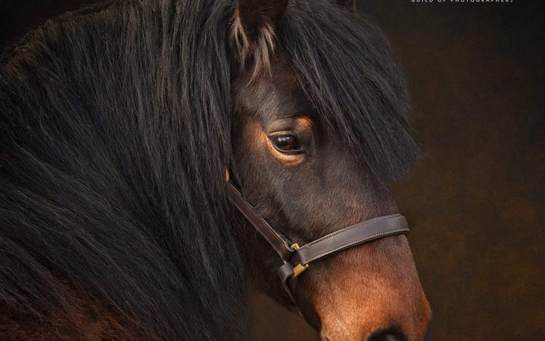 Gold awarded equestrian portrait, by the guild of photographers
