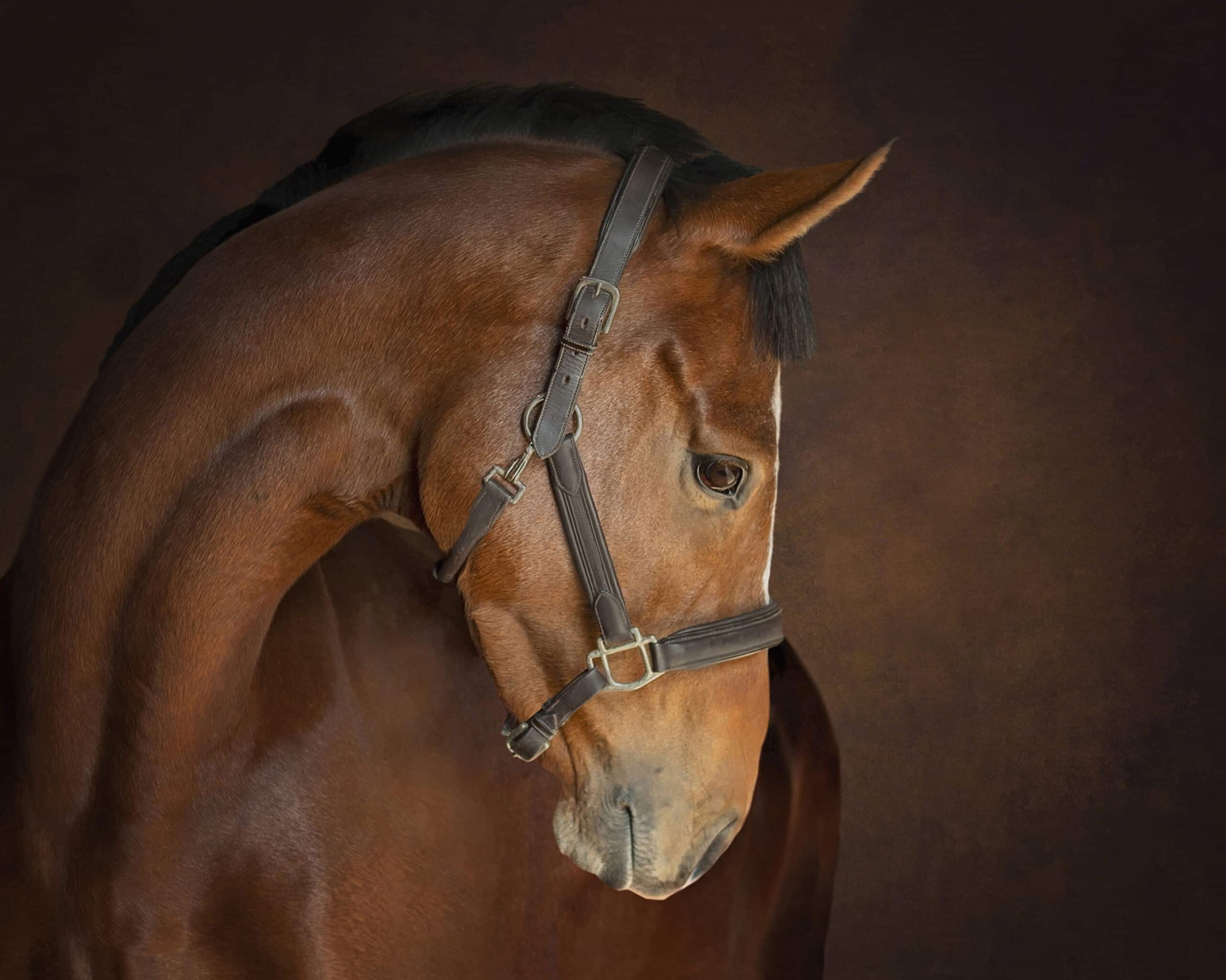 Equestrian and horse photography
