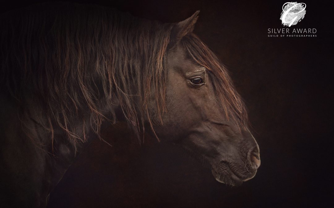 Welsh stallion, photographed by Emma Campbell