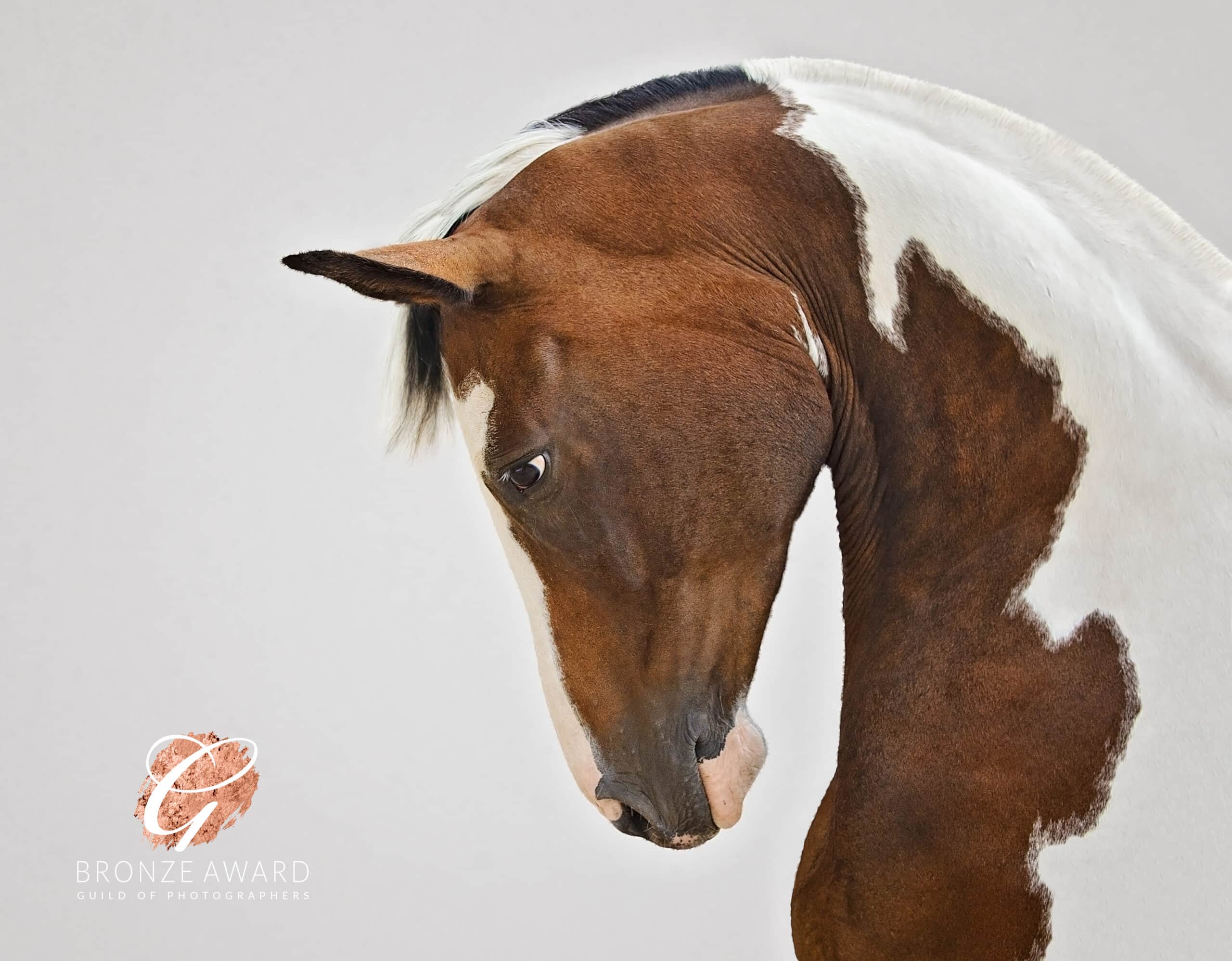 Sports horse photographed by Emma campbell
