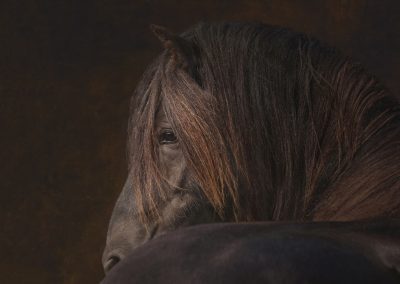 Equine portraits