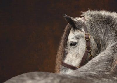 Equine photography tutorials