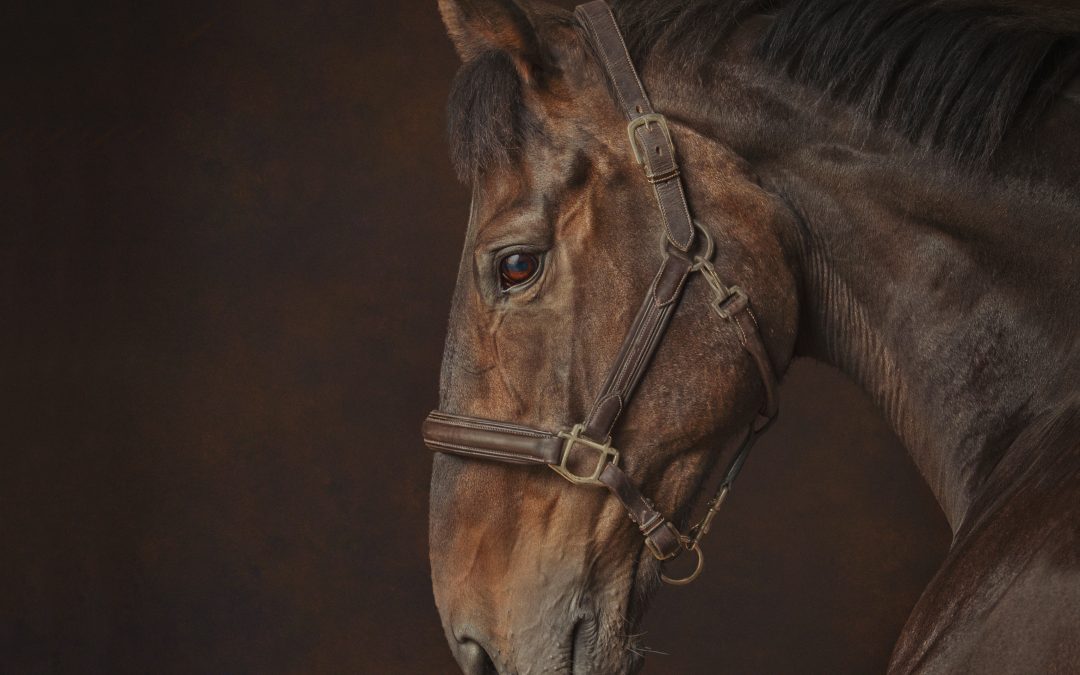 Black backgrounds for horse portraits