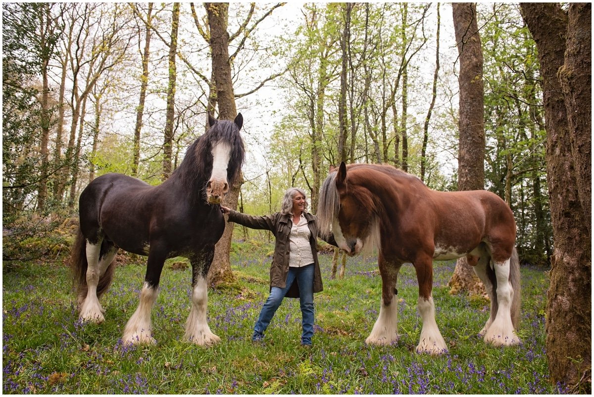 Beautiful Clydesdales in the Lake District wood - equine photoshoot