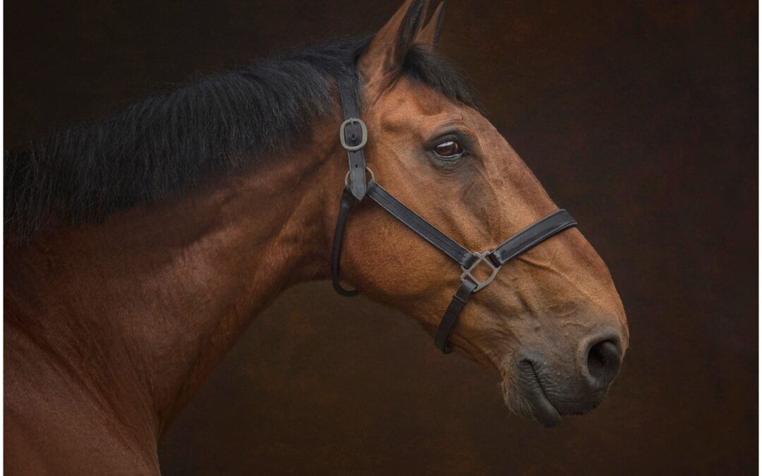 Shortlisted for Equine Image of the Year