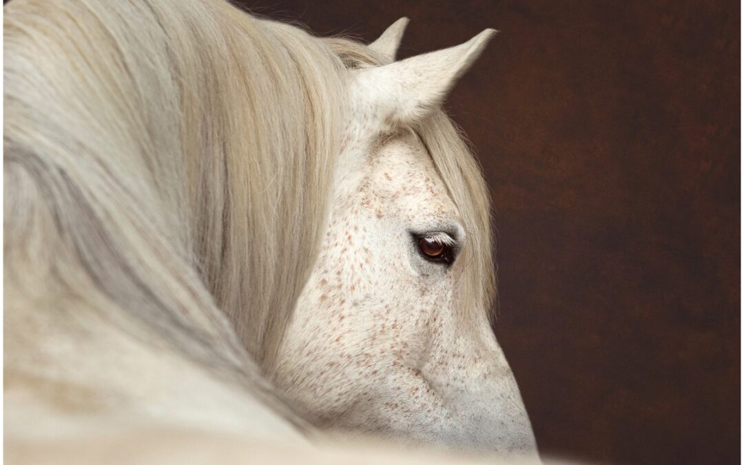 Equine photoshoot - fine art portrait
