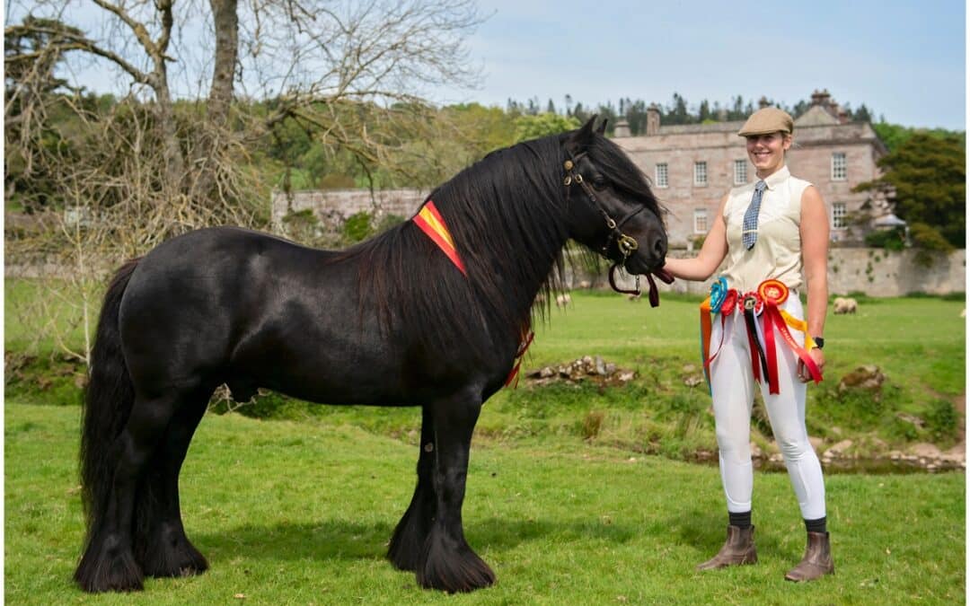Fell Pony Stallion Show at Dalemain House, Ullswater