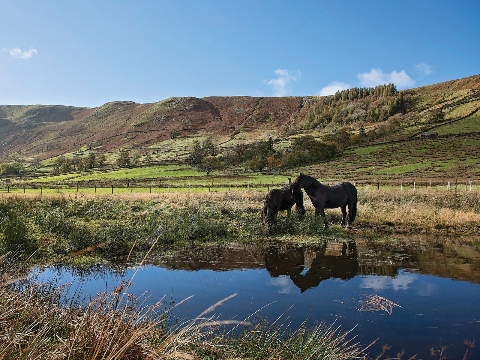 Conservation grazing - fell pony greetings card