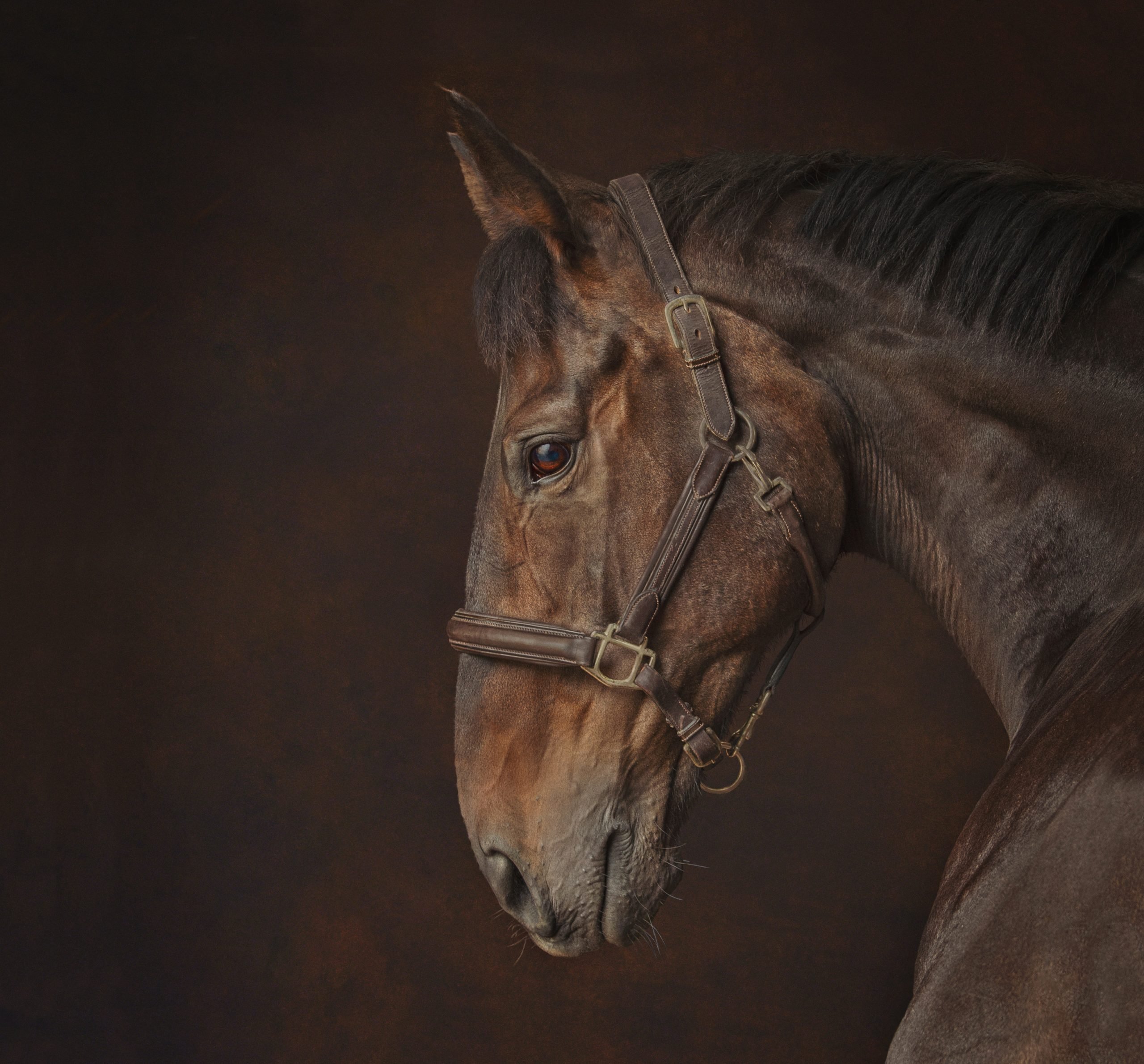 Blakerigg - award winning equine photograph by Emma Campbell