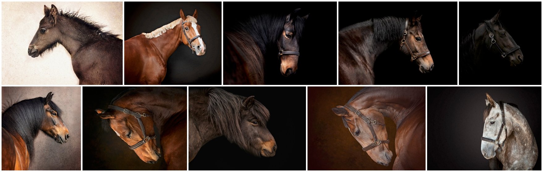 The evloution of an equine photographer's work